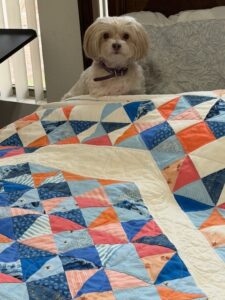Small white dog quietly examining the blue/orange/white quilt.
